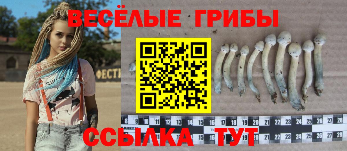 Галлюциногенные грибы Psilocybe Улан-Удэ